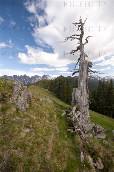 Dead tree in front of the Kalkkoegel mountain range
