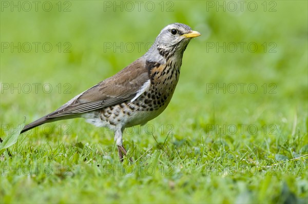 Fieldfare (Turdus pilaris) Fuerstenfeldbruck