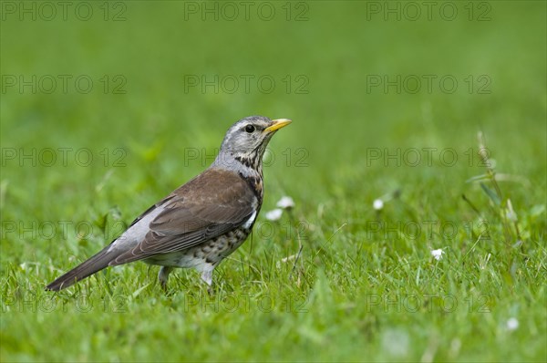 Fieldfare (Turdus pilaris) Fuerstenfeldbruck