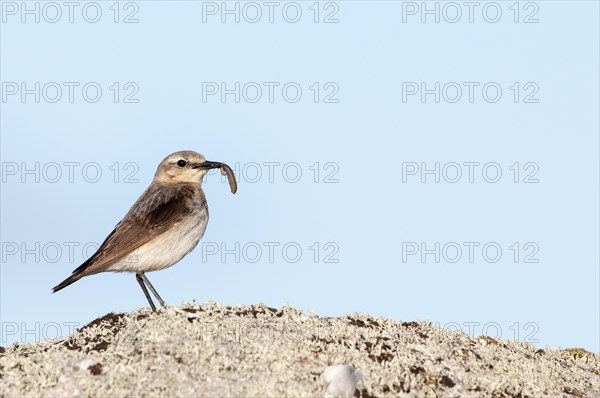 Northern Wheatear (Oenanthe oenanthe)