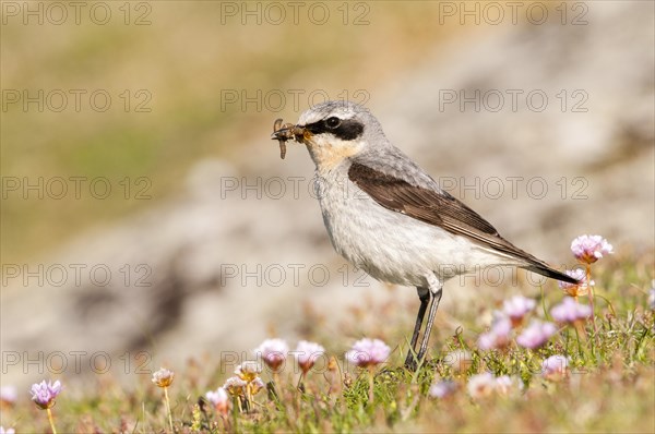 Northern Wheatear (Oenanthe oenanthe)