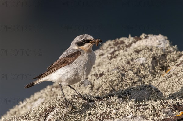 Northern Wheatear (Oenanthe oenanthe)