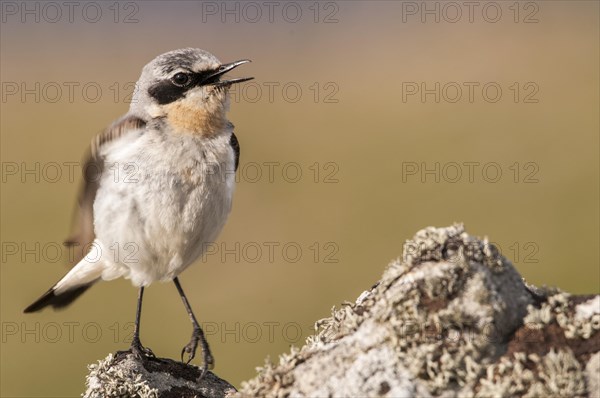 Northern Wheatear (Oenanthe oenanthe)