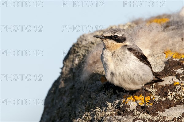 Northern Wheatear (Oenanthe oenanthe)