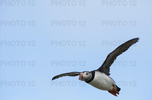 Puffin (Fratercula arctica)