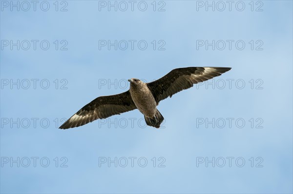 Skua (Stercorarius skua) in observation flight