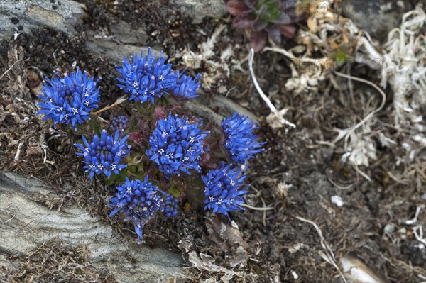 Sheep's Bit Scabious or Blue Bonnets (Jasione montana)