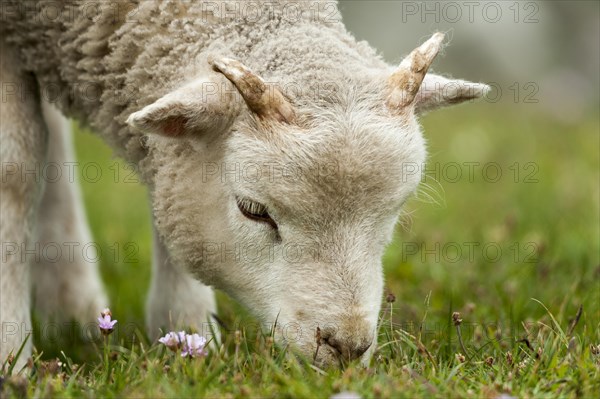 Lamb grazing on Buness
