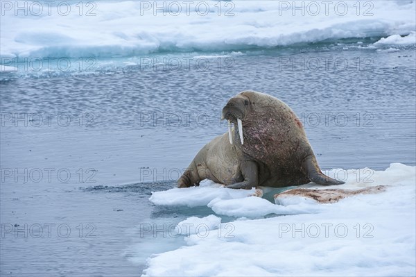 Walrus (Odobenus rosmarus)