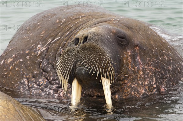 Walrus (Odobenus rosmarus)