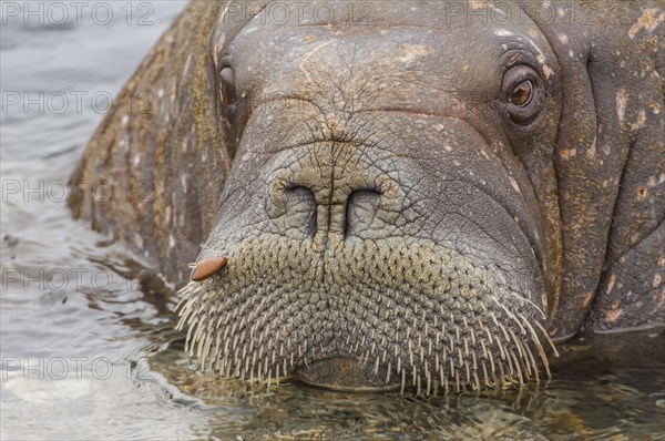 Walrus (Odobenus rosmarus)