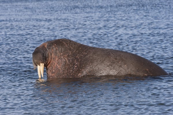 Walrus (Odobenus rosmarus)