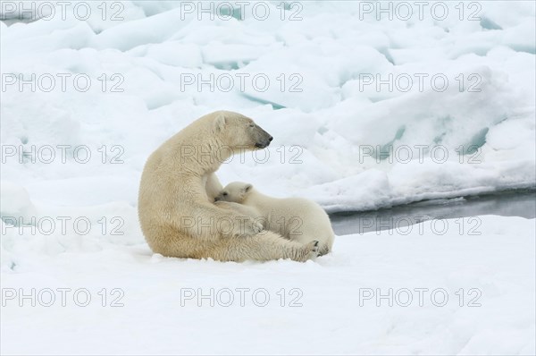 Female Polar bear (Ursus maritimus) feeding a cub