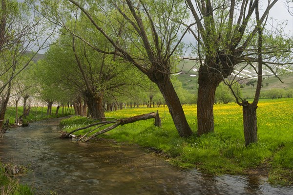 River and trees