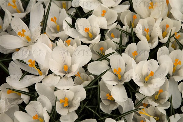 White Crocus (Crocus vernus 'Jeanne d'Arc')