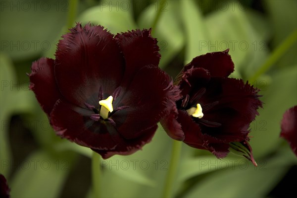 Tulips (Tulipa 'Vincent van Gogh')