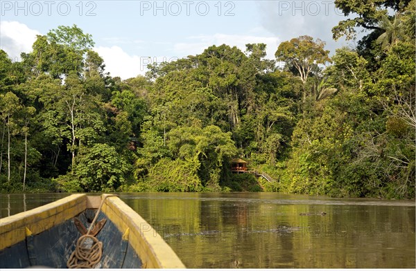 Tropical rainforest on the Tiputini river