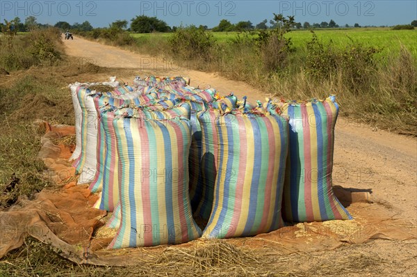 Bulging sacks of rice ready for collection on a dirt road