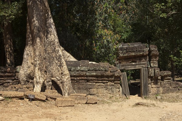 A tropical tree (Tetrameles nudiflora) growing on the walls of the Preah Khan temple