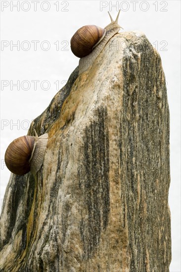 Two Burgundy snails climbing a block of granite