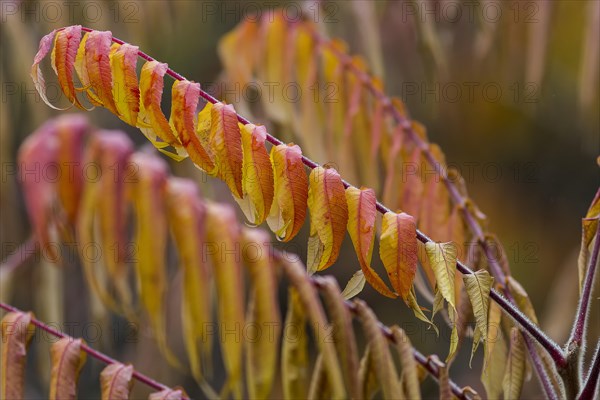 Staghorn Sumac (Rhus typhina)