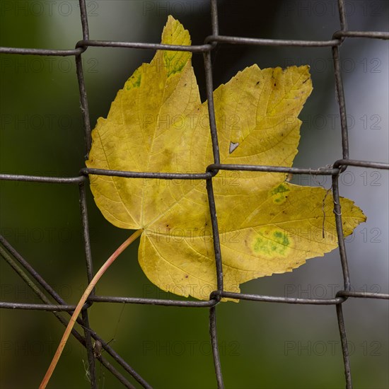 Maple leaf (Aceraceae)