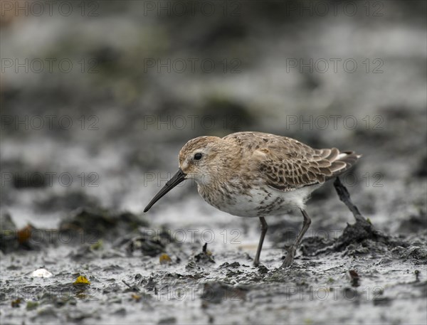 Dunlin (Calidris alpina)