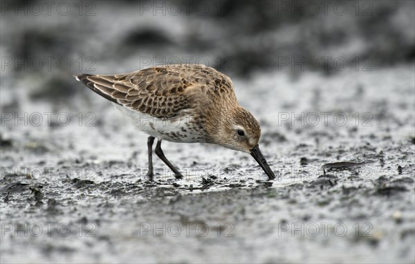 Dunlin (Calidris alpina)