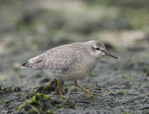 Red Knot (Calidris canutus)