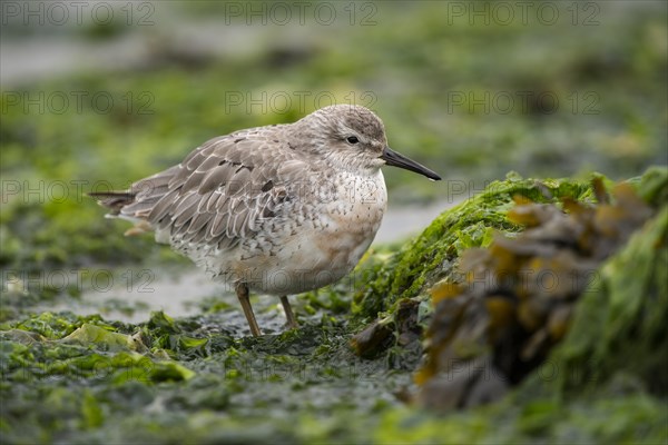 Red Knot (Calidris canutus)