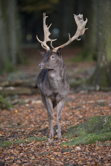 Fallow Deer (Dama dama)