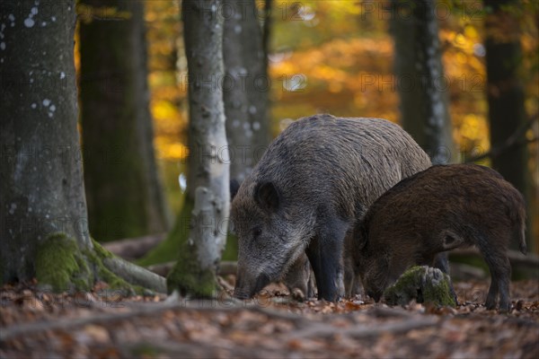 Wild boars (Sus scrofa)