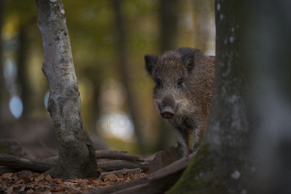 Wild boar (Sus scrofa)