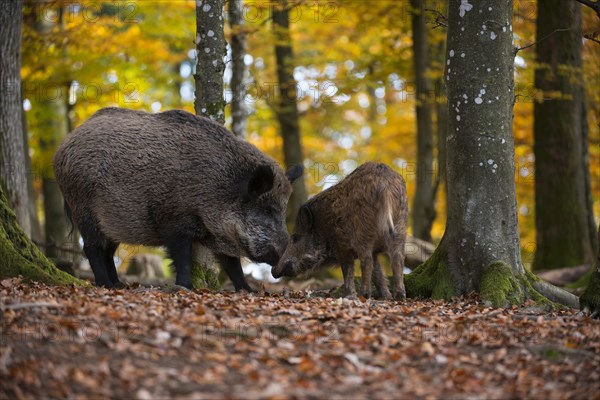 Wild boars (Sus scrofa)