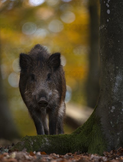Wild boar (Sus scrofa)
