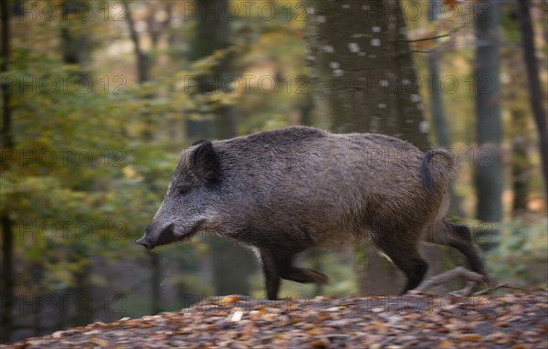 Wild boar (Sus scrofa)