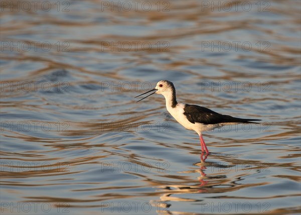 Black-winged Stilt (Himantopus himantopus)