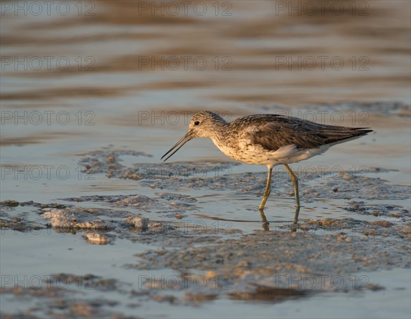 Common Greenshank (Tringa nebularia)