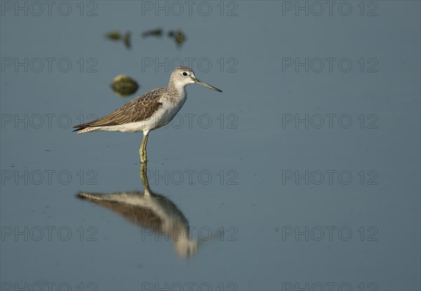 Common Greenshank (Tringa nebularia)