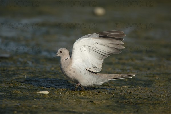 Collared Dove (Streptopelia decaocto)