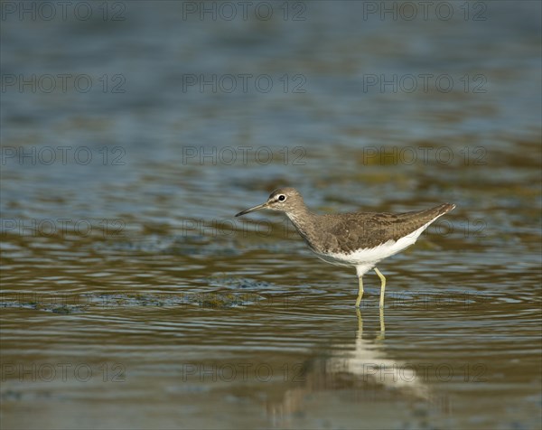 Green Sandpiper (Tringa ochropus)