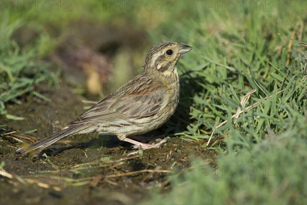 Cirl Bunting (Emberiza cirlus)