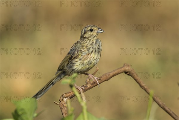 Cirl Bunting (Emberiza cirlus)