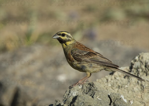 Cirl Bunting (Emberiza cirlus)