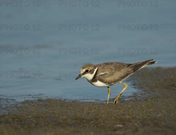 Little Ringed Plover (Charadrius dubius)