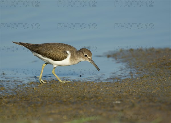 Common Sandpiper (Actitis hypoleucos)