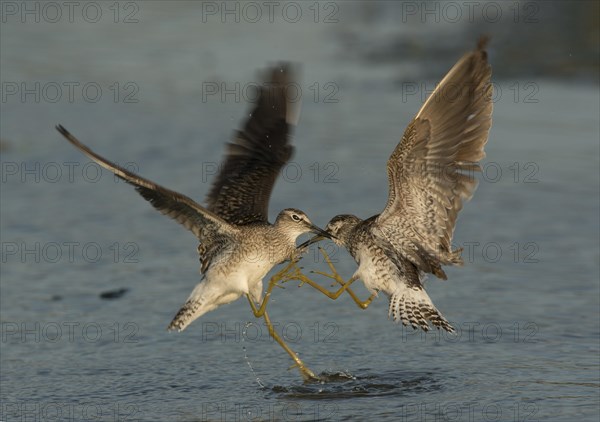 Wood Sandpipers (Tringa glareola)