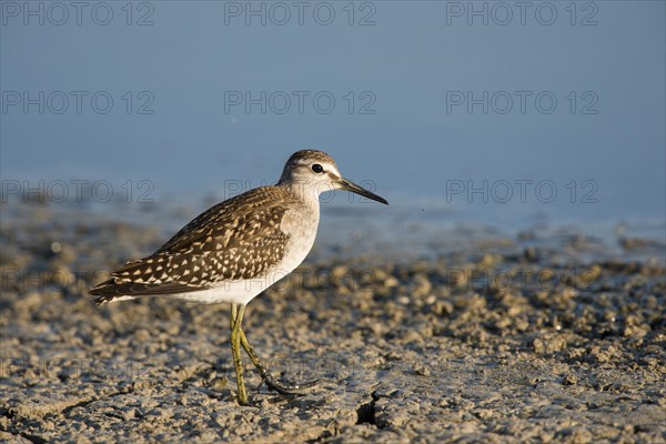 Wood Sandpiper (Tringa glareola)