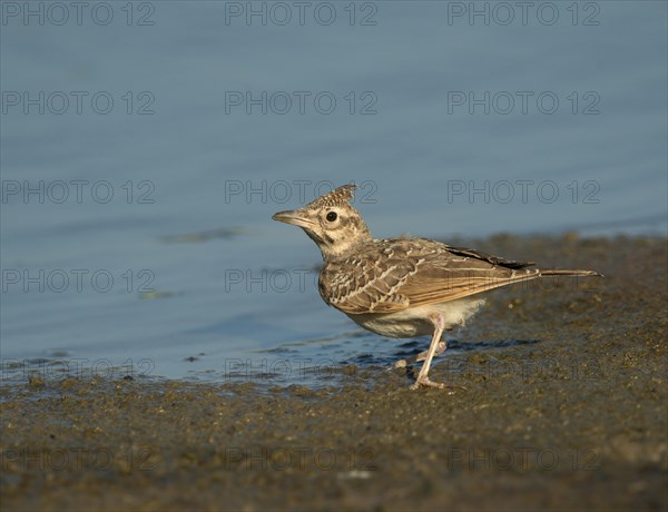 Calandra Lark (Melanocorypha calandra)