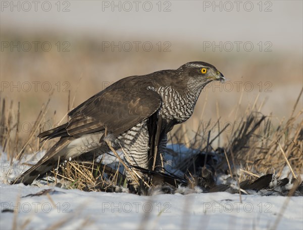 Northern Goshawk (Accipiter gentilis) with its prey